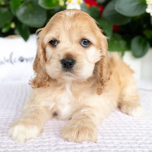 Cocker Spaniel Inglês Fêmea/ Apaixonante