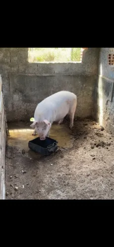 Vendo porco capado