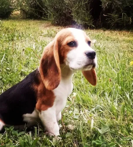 Filhotes de Beagle | Amor em quatro patas