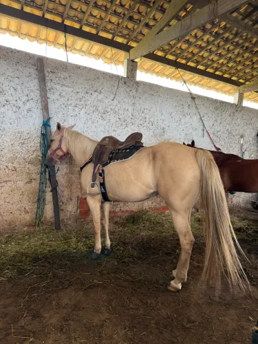 Égua de esteira pronta