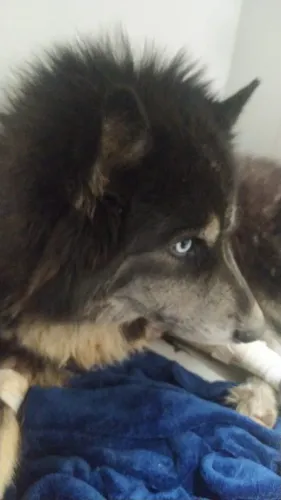 Husky p/ adoção