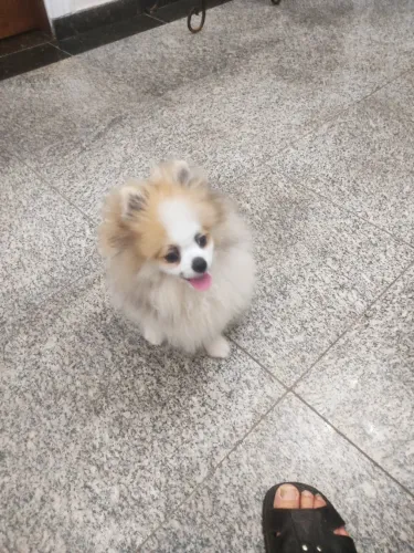 Filhote de Lulu