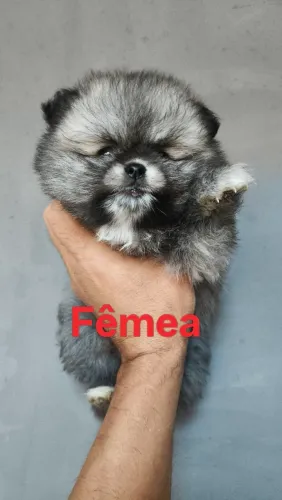 SPTIZ ALEMÃO 