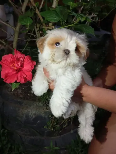 Cachorrinhos fofinhos e dócios