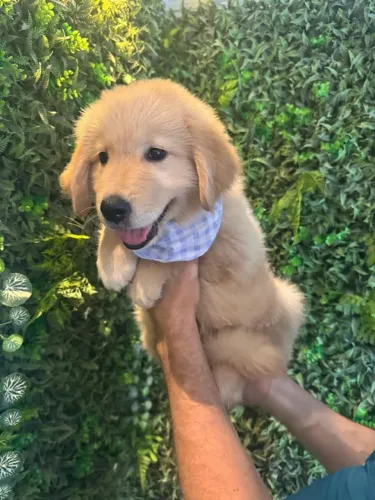 Golden amarelinho