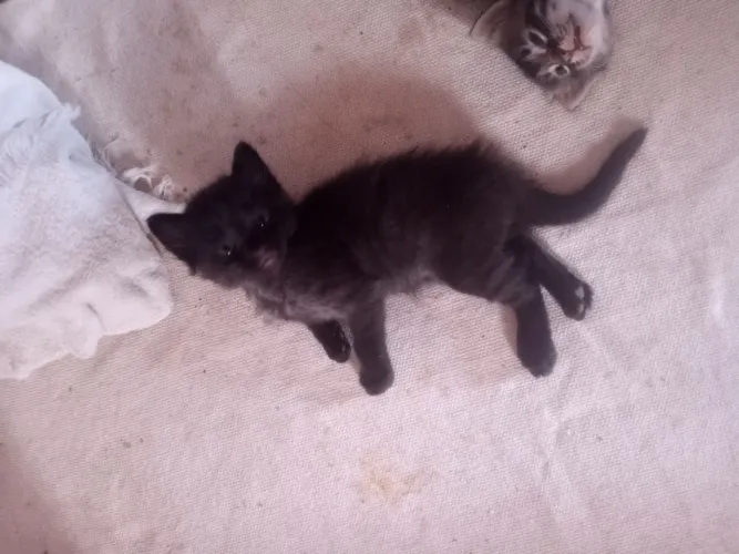 Gatinho macho para adoção responsável 