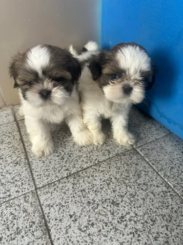 Bebês de shihtzu disponíveis 