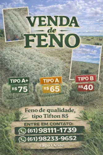 Feno tifton 85