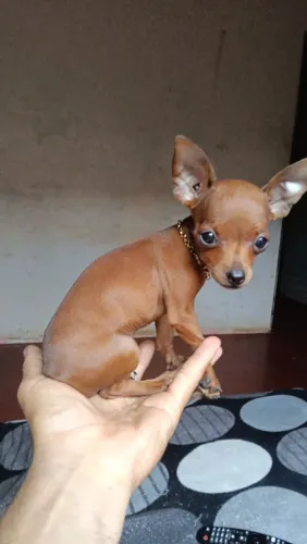 Pinscher fêmea