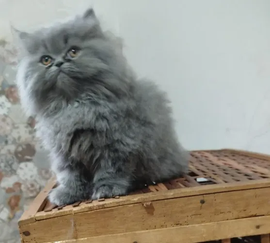 Gato Persa pelos longos