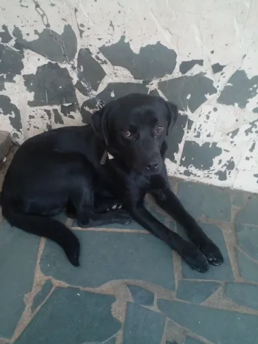 Estou doando um labrador oito mês
