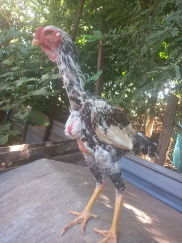 Índio gigante 