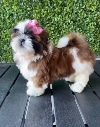 Shih tzu fêmea Mine alto padrão