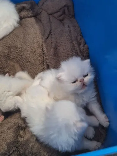 FILHOTE DE GATO PERSA