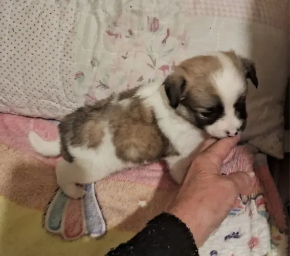 Lhasa Apso Mini Machos Pequenininhos