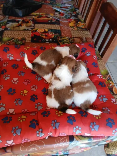 Shitzus fêmeas minis lindíssimas