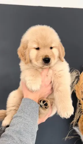Amor Sem Limites Com Um Filhote de Golden Retriever
