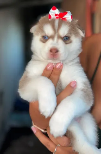 Filhotes fêmeas de husky siberiano