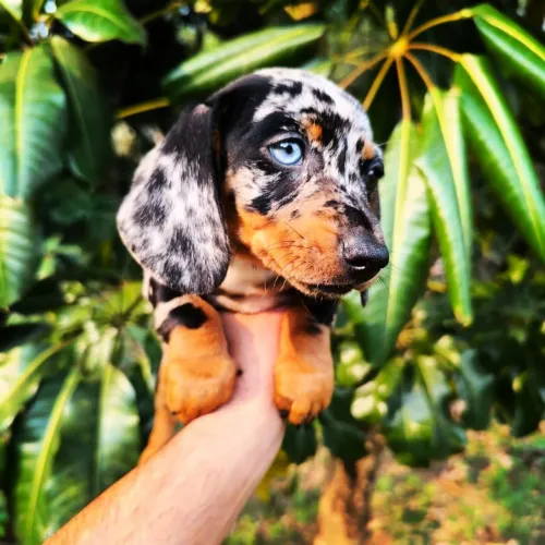 Dachshund Mini Teckel Salsichinha Kaninchen Mofado 18x Cartão de Crédito