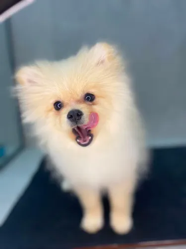 Spitz alemão fêmea pequena