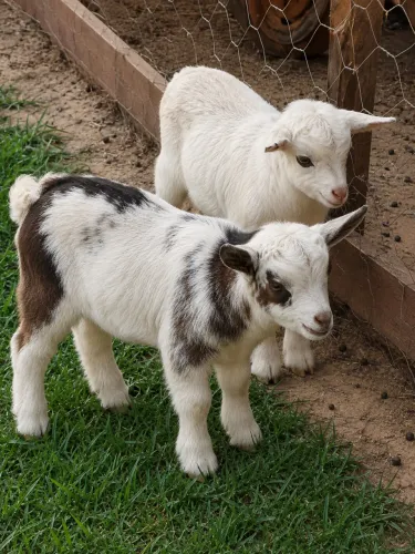 Casal de mini cabra filhote puro, lindos!