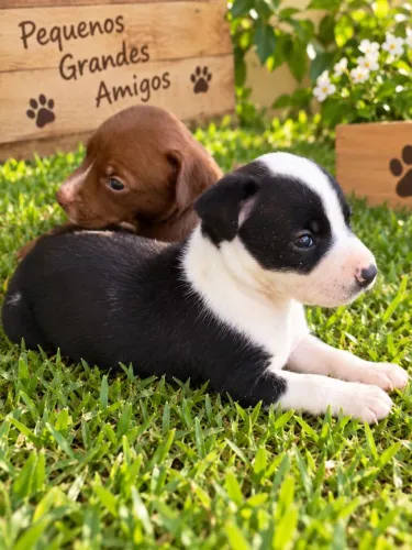 Lindos filhotes de Pitbul 