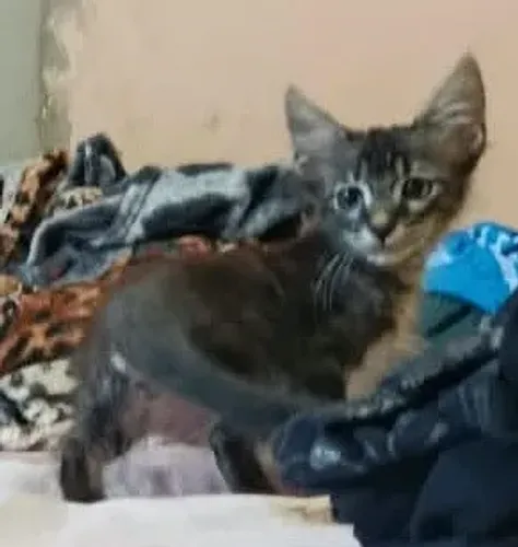 Gatinhos para adoção responsável!