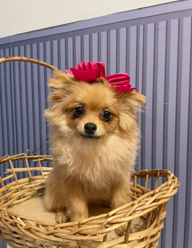 Spitz Alemão Fêmea