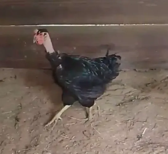 Galinha GSB preta 