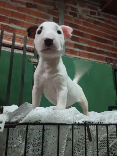 Filhote de Bull Terrier Macho branco pirata sombrancelha