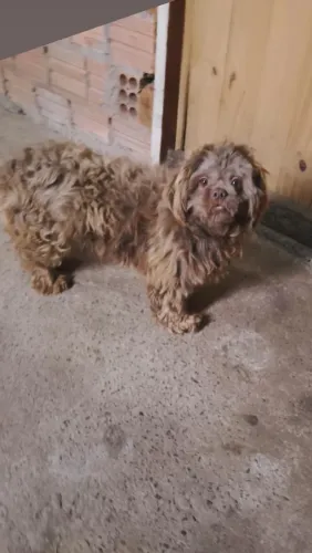 Shitzu macho 2 anos