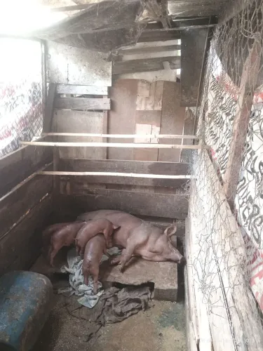 Porca com 4 leitões 
