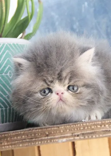 Gato persa macho