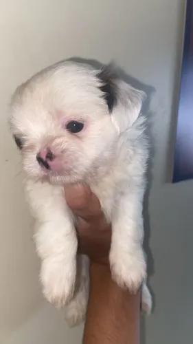 CACHORRO RAÇA SHIH-TZU, 30 DIAS DE VIDA, FOFO!