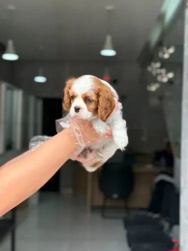 Encantadora Cavalier King Fêmea Blenheim - Garantia e Procedência | Leia a Descrição