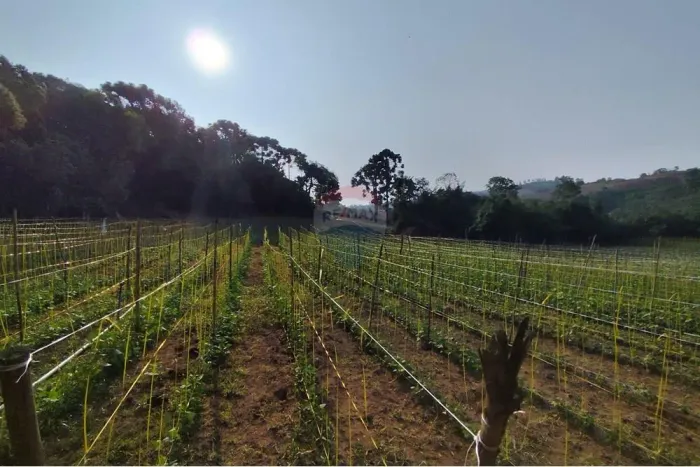 SÍTIO EM MUNHOZ COM 70.304 M2, APTO PARA AGRICULTURA, HÁ 100 METROS DO ASFALTO