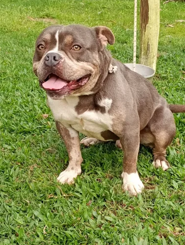 American bully pocket para cruza