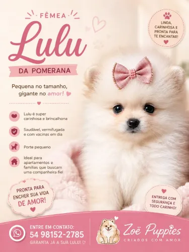 Spitz alemão anão