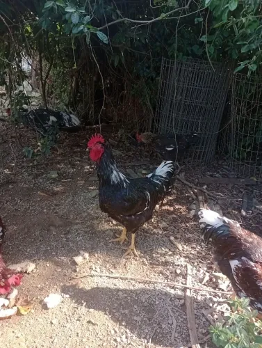 Galo GSB( Galinha sertaneja balão)