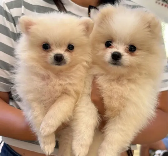 Casal spitz alemão apenas 1 ano (doação)