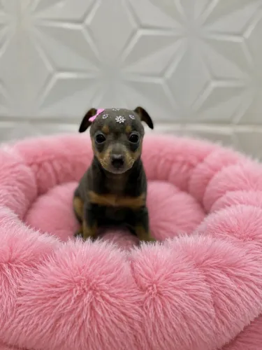 Pinscher fêmea perfeição