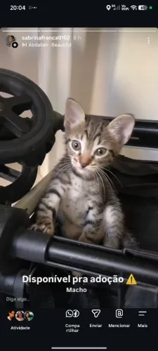 Gato macho pra adoção 