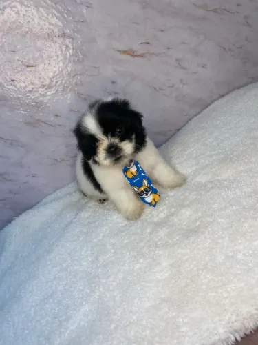 Cachorro
