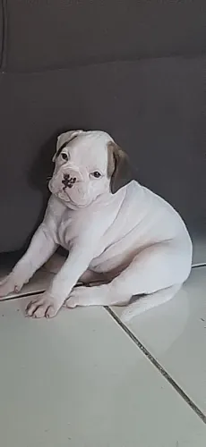 Filhote da raça boxer