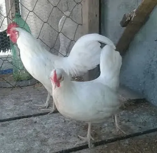 Casal de garnizé albinos (vacinados)