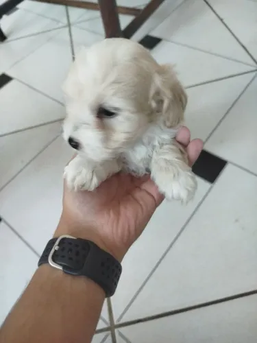 Poodle Toy filhote