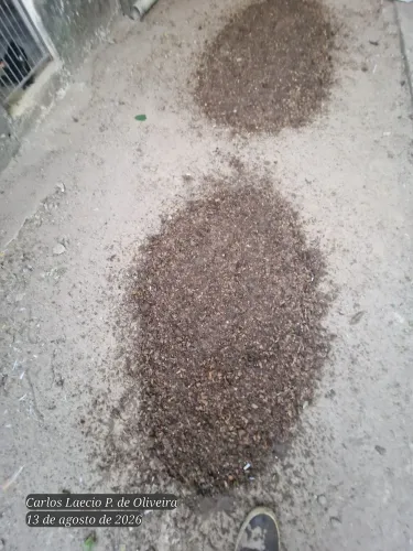 ESTERCO DE GALINHA JA CURTIDO PARA USO!
