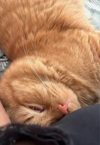 Gato persa procura namorada