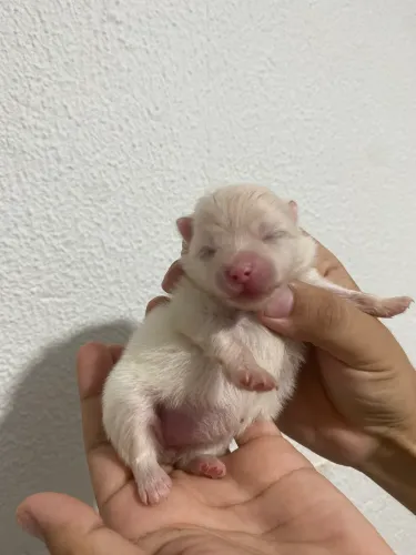 LULU DA POMERANIA FÊMEA