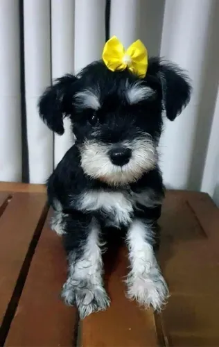 Schnauzer muito esperto e amoroso.